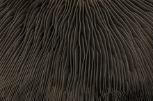 Abstract Macro Background Of Portobello Mushroom Bottom Cap. Futuristic Look Of Wavy Line Shape Forms Close-up Surface