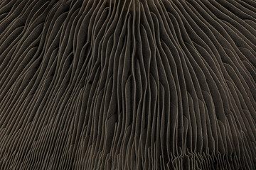 Abstract macro background of portobello mushroom bottom cap. Futuristic look of wavy line shape forms close-up surface