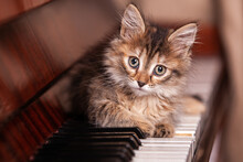 Kitten On A Piano Keyboard Close Up