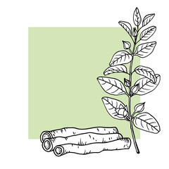 Ashwagandha (Withania somnifera). Ayurvedic healing plant. Hand drawn vector illustration in sketch style.