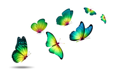 Poster - Soaring colored butterflies isolated on a white background