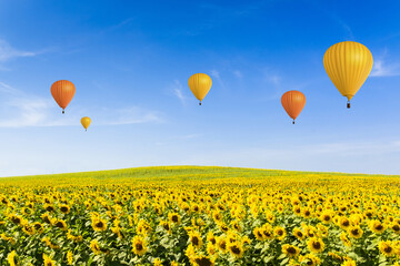 Wall Mural - Sunflower field with balloons on clear sky background.