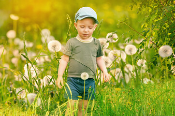 Wall Mural - a little boy walks among dandelions on the grass.