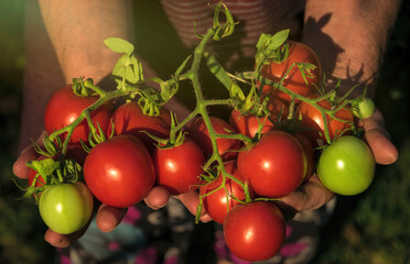 Poster - Ripe red organic tomatoes in an armful of an elderly woman