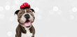 © Sandra - Banner american bully happy dog present for christmas, birthday or anniversary, wearing a red ribbon on head. Isolated on white background.