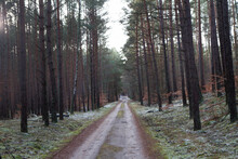 Dirt Road In A Pine Forest In Winter With Some Snow Visible