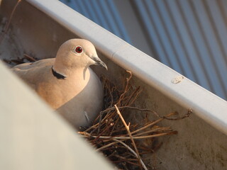 Pigeon in gutter - afternoon sunlight