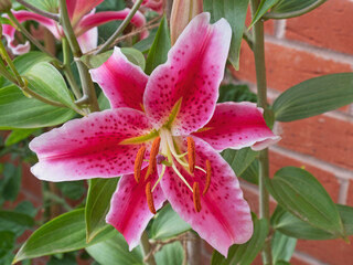 Wall Mural - An Oriental Lily ( Lilium ) of the variety Stargazer flowering in summer in UK