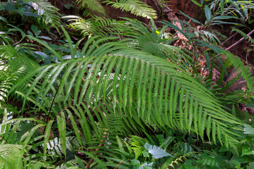  Green tree leaf of fern in the forest.