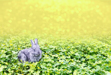 A Little Rabbit On A Green Clover Lawn. A Postcard With A Bunny In The Grass, On The Lawn, With A Free Space On A Blurred Blue Background With Bokeh.