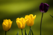 A Yellow Tulip In Focus In The Foreground Between Two Blurred Tulips And A Black Tulip In The Background