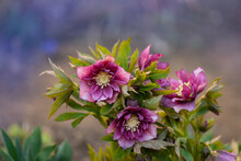 Evergreen Plant Hellebore Rose Flower Or Lenten Rose. Poisonous Winter Flowering Plant Double Ellen Picotee