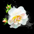 A delicate rose with a blur of paint on a dark background. Rose silhouette is an abstract art image for design