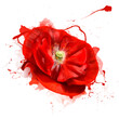 Blooming red poppies on a white background with splashes of paint. Bright colorful artistic image, floral watercolors