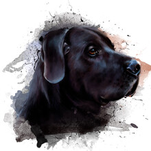 Watercolor Portrait Of A Black Labrador Close-up On A White Background, With Splashes Of Paint