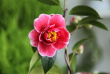 camellia 'tama vino'