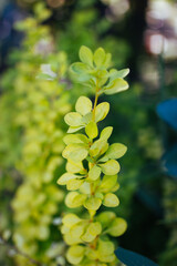 Wall Mural - Green leaf for background. Bright green background.