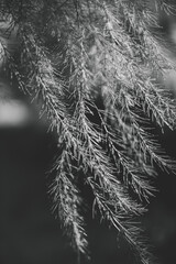 Wall Mural - Fir tree brunch at dark background