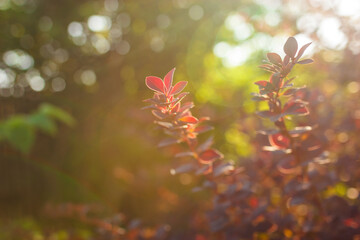 Wall Mural - Summer ornament, red leaves on a tree in sunlight, selective focus, close-up. Natural background, wallpapers.
