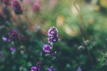 Wall Mural - Beautiful spring background with purple flowers