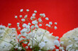 White roses and gypsophila on a red background. Beautiful floral arrangement