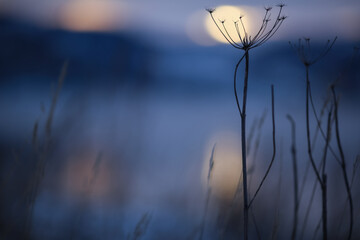 Poster - Winter twilight