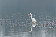 Great White Egret In The Swamp