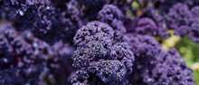 Redbor Purple Kale Cabbage In The Garden.