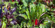 © JoannaTkaczuk - Beta Vulgaris - Purple beetroot leaves in the permaculture countryside vegetable garden during the sunny day.