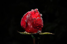 Red Rose With Water Drops