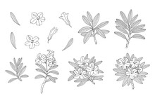 Rhododendron Or Alpine Rose. Evergreen Alpine Mountain Shrub. Hand Drawn Contour Vector Illustration. Vector Set With Outline Flower Isolated On White Background.