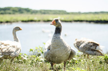 Geese On The Meadow, Gray Goose By The Lake, Poultry In The Pasture, Bird With A Long Neck, Geese Graze In A Green Meadow