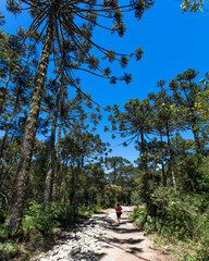 Sticker - Mulher caminhando em estrada de terra com floresta de pinheiros araucária ao redor.