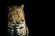 Isolated Intense Portrait of a Yellow Leopard Looking to the Right