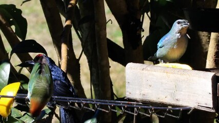 Sticker - Aves tropicais do Brasil comendo frutas