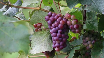 Sticker - Close up de cacho de uvas vermelhas maduras