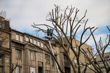 Worker With Chainsaw At Height Cutting Branches. Tree Surgeon In Lifting Bucket Using Saw To Cut Branches Down. Arborist Remove Tree Branches On Height. Pruning Trees In City And Urban Environment.