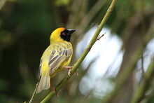 Southern Male Masked Weaver Perched On A Tree Branch.