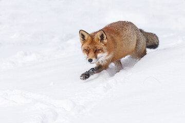 Wall Mural - Red fox in wintertime with fresh fallen snow in nature
