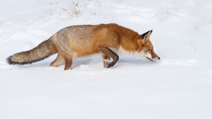 Wall Mural - Red fox in wintertime with fresh fallen snow in nature