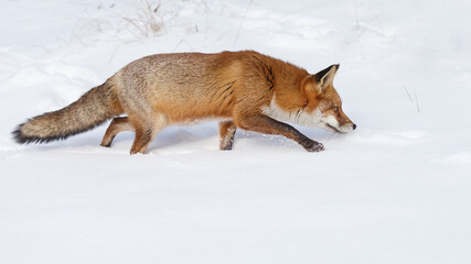 Wall Mural - Red fox in wintertime with fresh fallen snow in nature