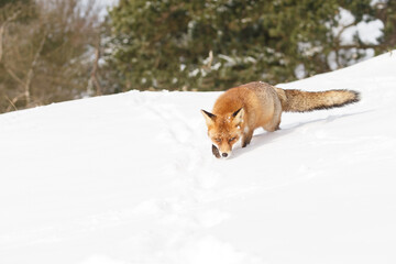 Wall Mural - Red fox in wintertime with fresh fallen snow in nature