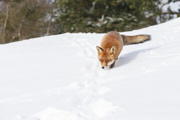 Wall Mural - Red fox in wintertime with fresh fallen snow in nature