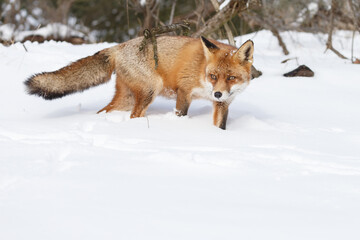 Wall Mural - Red fox in wintertime with fresh fallen snow in nature