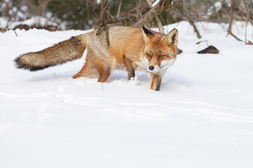 Wall Mural - Red fox in wintertime with fresh fallen snow in nature