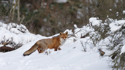 Wall Mural - Red fox in wintertime with fresh fallen snow in nature