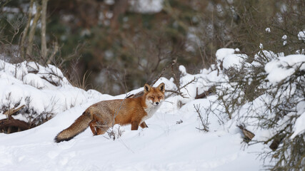 Wall Mural - Red fox in wintertime with fresh fallen snow in nature