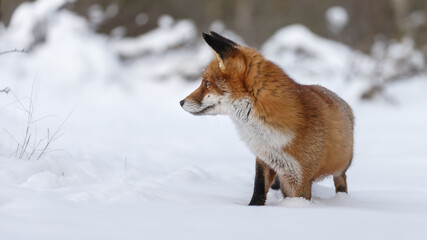 Wall Mural - Red fox in wintertime with fresh fallen snow in nature