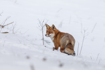 Wall Mural - Red fox in wintertime with fresh fallen snow in nature
