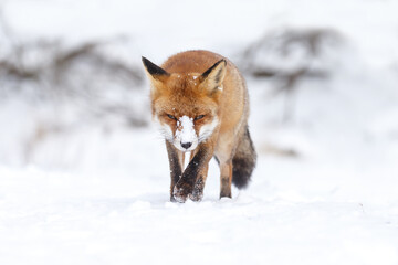 Wall Mural - Red fox in wintertime with fresh fallen snow in nature
